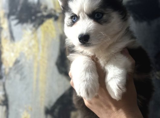 Masmavi Gözlerle Husky Bebekler görsel
