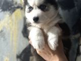 Masmavi Gözlerle Husky Bebekler