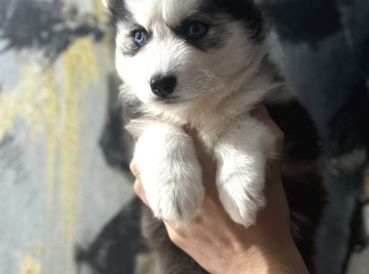 Masmavi Gözlerle Husky Bebekler görsel