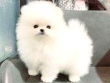 Pomeranian Boo