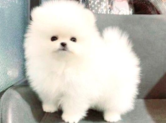 Pomeranian Boo görsel