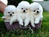 Pomeranian Boo