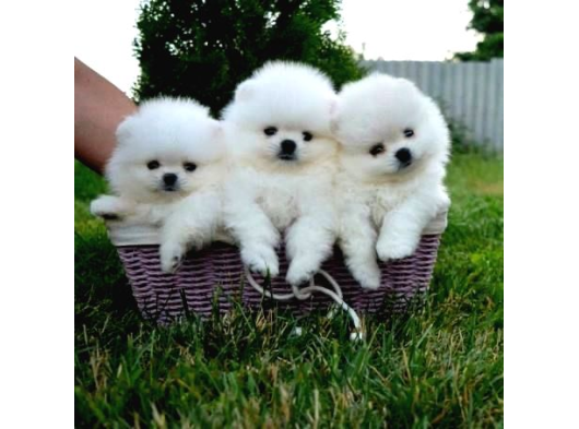 Pomeranian Boo görsel