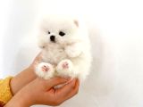 Pomeranian Boo