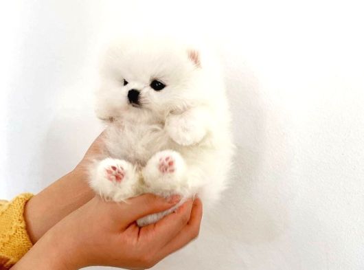 Pomeranian Boo görsel