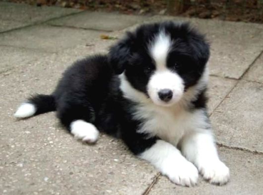 Bordor Collie görsel