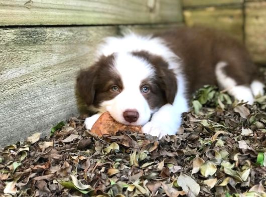 Bordor Collie görsel