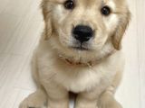 Golden Retreiver Bebekler Teslime Hazır