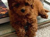 Orjinal Toy Poodle Yavrular