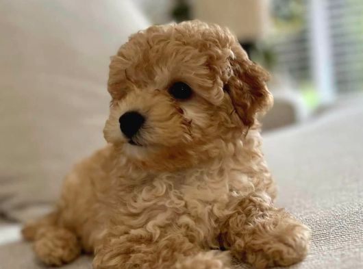Orijinal Toy Poodle Yavrular