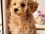 Orijinal Toy Poodle Yavrular