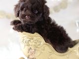 CHOCOLATE TEACUP KORE KAN POODLE BEBEĞİMİZ