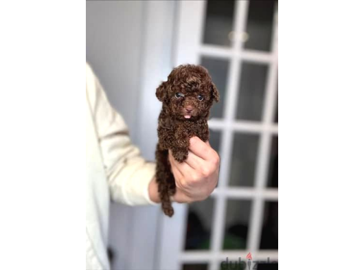 Chocolate Teacup Kore Kan Poodle Bebeği̇mi̇z görsel