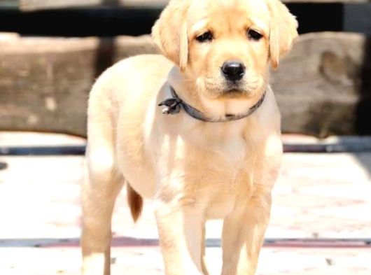 Labrador Retriever Yavruları Sağlık Ve Irk Garantili görsel