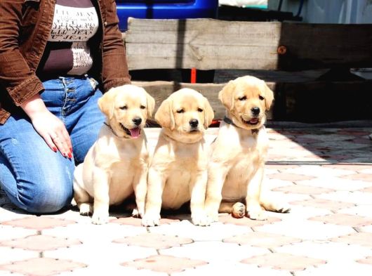 Labrador Retriever Yavruları Sağlık Ve Irk Garantili