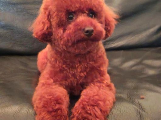 15 Aylık Kore Poodle Yavrumuz