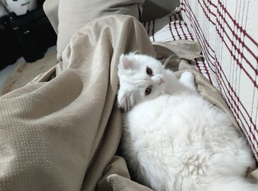 9 Aylık Kısırlaştırımamış Erkek Ev Kadisi görsel