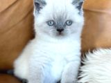 Di̇kkat Çeki̇ci̇ Bluepoint British Shorthair