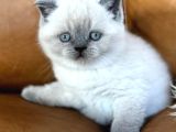 Di̇kkat Çeki̇ci̇ Bluepoint British Shorthair