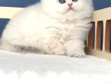 Pamuk Şeker Silver British Longhair