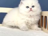 Pamuk Şeker Silver British Longhair