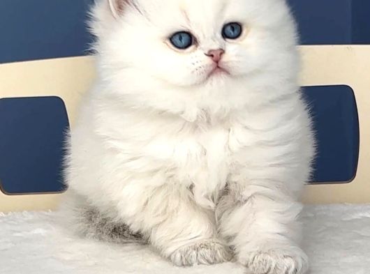 Pamuk Şeker Silver British Longhair görsel