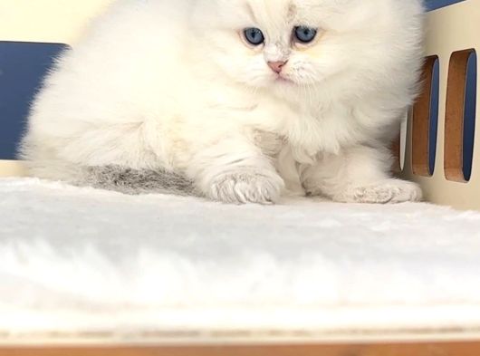 Pamuk Şeker Silver British Longhair görsel