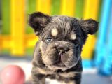 Türkiye tEK bigrope fluffy french bulldog yavrular