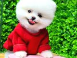 Teddy Surat Pomeranian Boo Yavrum Sizlerle