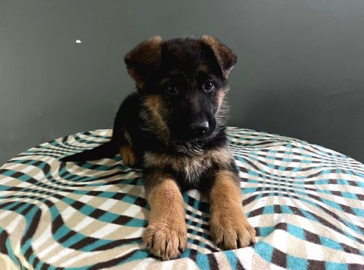 Düsük Bel K9 görsel