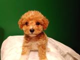 Maltipoo