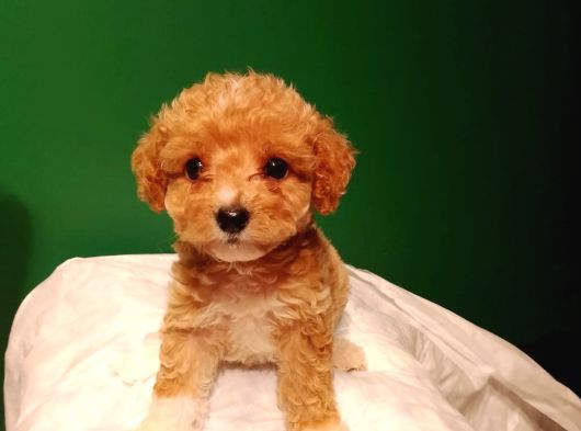 Maltipoo görsel