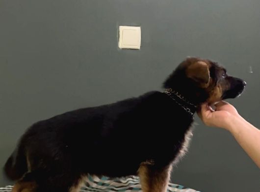 Düsük Bel K9