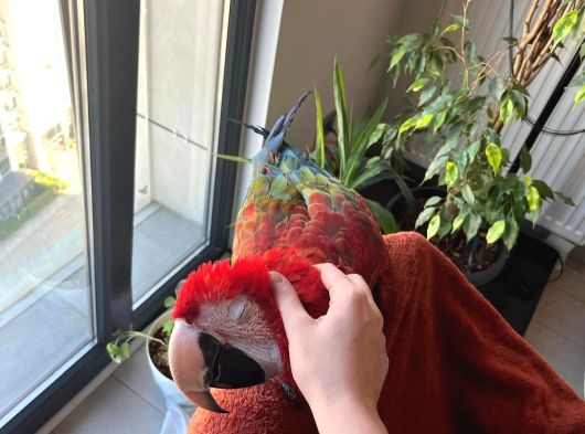 Evcil Aramacaw görsel