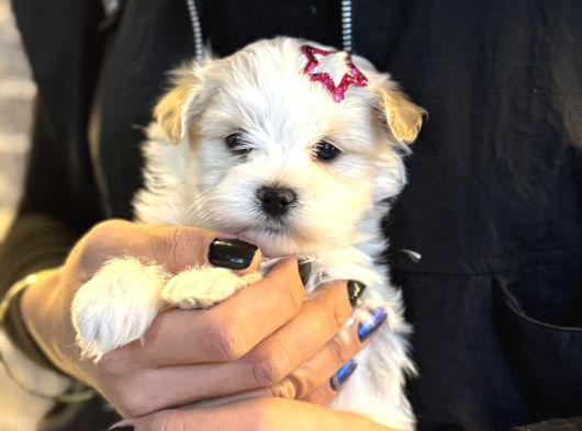 Maltese Kore Kan Teacup görsel