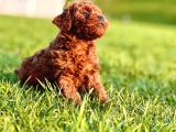 Ruhsatlı Köpek Çiftliğinden Enfes Poodle Yavruları