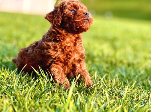 Ruhsatlı Köpek Çiftliğinden Enfes Poodle Yavruları görsel