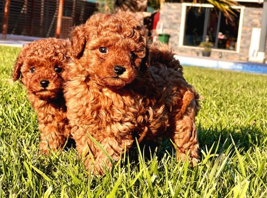 Ruhsatlı Köpek Çiftliğinden Enfes Poodle Yavruları görsel