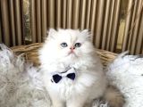 A Kalite British Longhair Yavrular