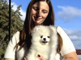 Çiftlikten A Kalite Pomeranian Boo Tüm Renkler Teddy Bear