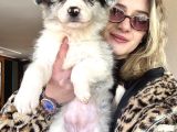 Eğitim Okulundan Border Collie Yavruları