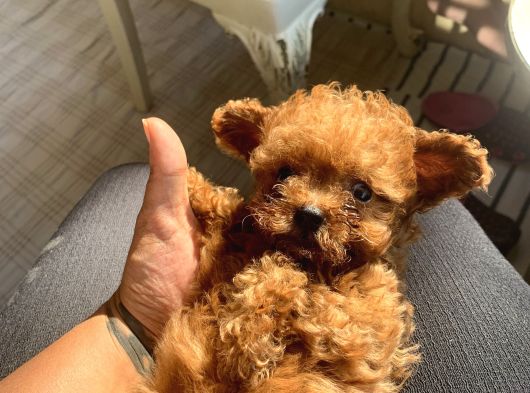 Kore Poodle Uygun