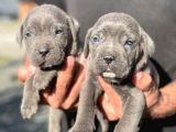 Üst Seviye Cane Corso Yavrular Teslime Hazır