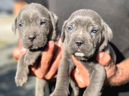 Üst Seviye Cane Corso Yavrular Teslime Hazır görsel