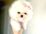 Teacup Prenses