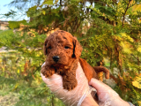 Üst Kali̇te Poodle Yavrular