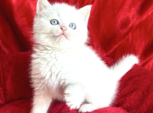 Bri̇ti̇sh Longhai̇r Whi̇te Yavrular