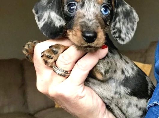 Blue Merle A Kali̇te Mavi̇ Göz Aşili Bebeği̇mi̇z