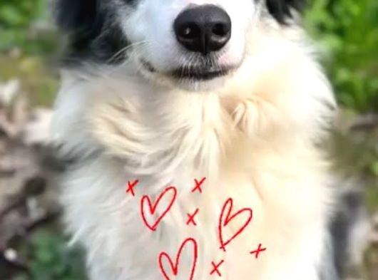 Eğitim Okulundan Border Collie Yavruları görsel