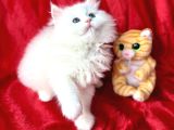 Bri̇ti̇sh Longhai̇r Whi̇te Yavrular